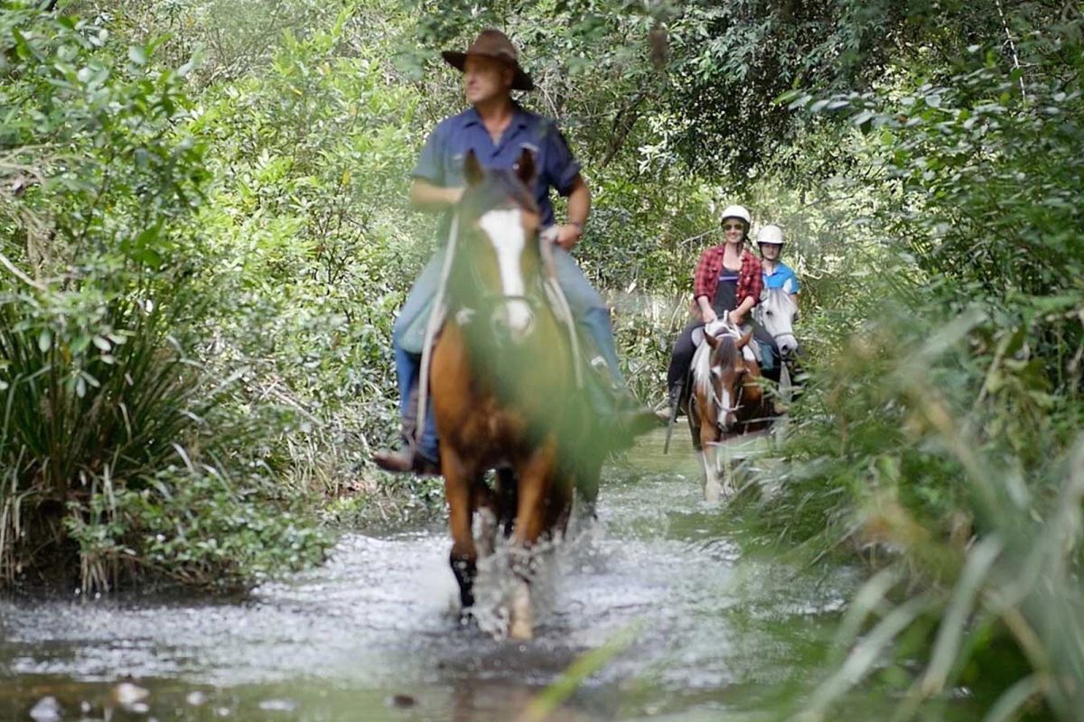 rainforest-valley-horse-riding-experience-nsw-australia-bellrowan rainforest-valley-horse-riding-experience-nsw-australia-bellrowan