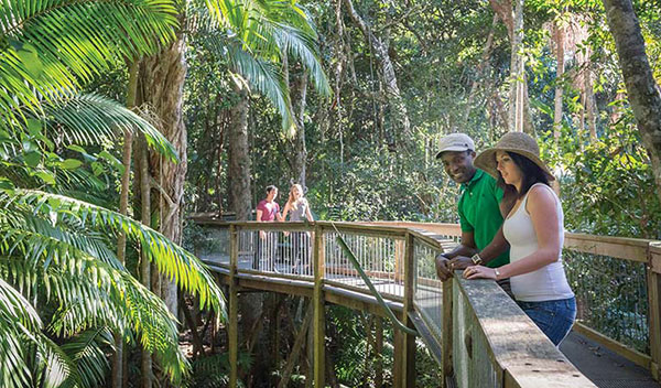 rainforest-boardwalk-01 rainforest-boardwalk-01